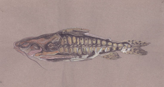Armored Pink Catfish