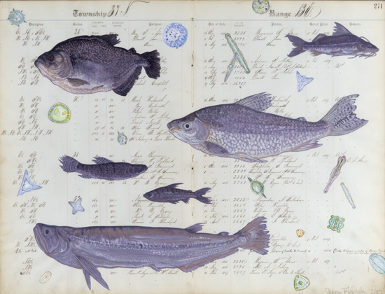 Amazonian Fish Collage Two