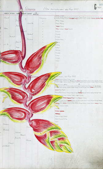 Peruvian Heliconia
