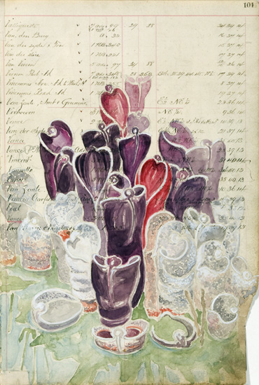 Helioamphora