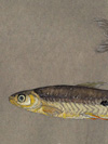 Two Amazonian Catfish - Thumb