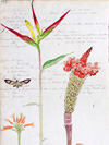 Peruvian Flora - Thumb